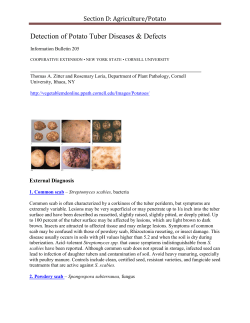 Potato Diseases - University of Idaho