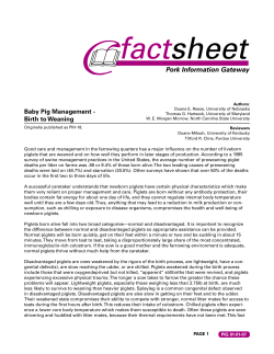 Baby Pig Management - The Judging Connection .com