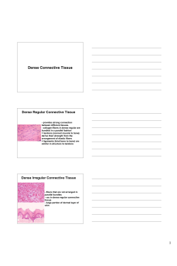 Dense Connective Tissue