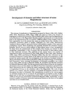 Development of stomata and foliar structure of