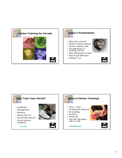 Clicker training for ferrets