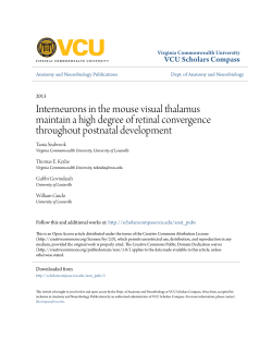 Interneurons in the mouse visual thalamus maintain a high degree
