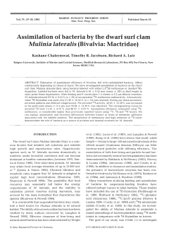 Assimilation of bacteria by the dwarf surf clam