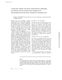 CYTOPLASMIC BODIES CONTAINING MITOCHONDRIA