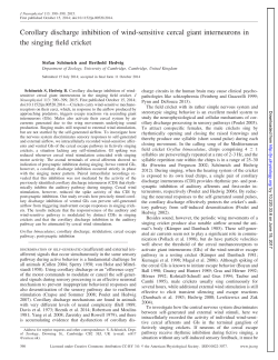 Corollary discharge inhibition of wind