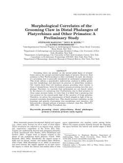 Morphological Correlates of the Grooming Claw in Distal Phalanges