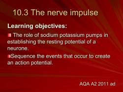 10.3 The nerve impulse