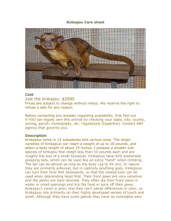 Kinkajou Care sheet