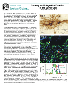Sensory and Integrative Function in the Spinal Cord