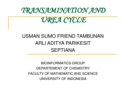 transamination and urea cycle