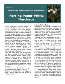 Forcing Paper-White Narcissus