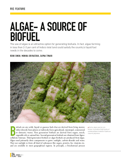 algae- a source of biofuel