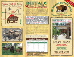 Big Shaggy Buffalo Ranch