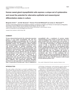 Sweat gland myoepithelial cell differentiation