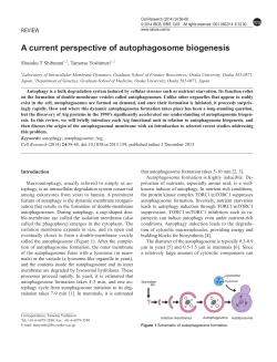 A current perspective of autophagosome biogenesis