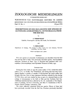 Coelenterata: Octocorallia