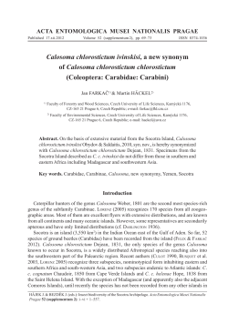 Calosoma chlorostictum ivinskisi, a new synonym of Calosoma