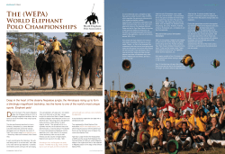 The (WEPA) - Tiger Tops