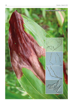 Soloacrosporiella acaciae