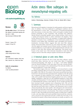 Actin stress fibre subtypes in mesenchymal