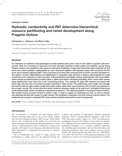 Hydraulic conductivity and PAT determine hierarchical resource