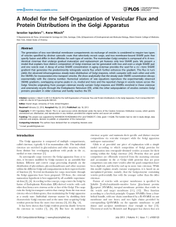 A Model for the Self-Organization of Vesicular Flux and Protein