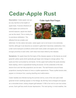 CedarApple Rust - Schneider Tree Care