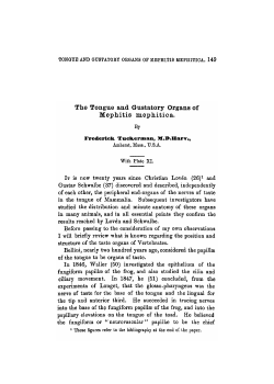 The Tongue and Gustatory Organs of Mephitis mephitica.
