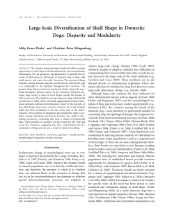 Large-Scale Diversification of Skull Shape in Domestic Dogs
