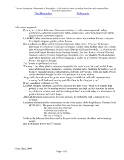 Laburnum - Plant Biographies