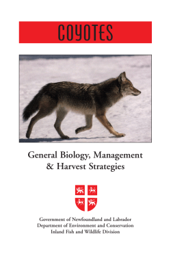 Coyote file  - Service NL - Government of Newfoundland and