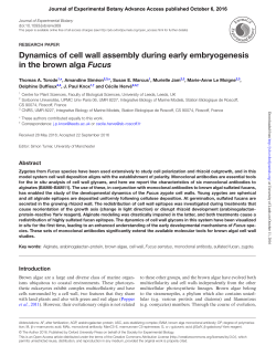 Dynamics of cell wall assembly during early embryogenesis in the