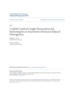 Crayfish Cerebral Ganglia Preservation and Sectioning for an