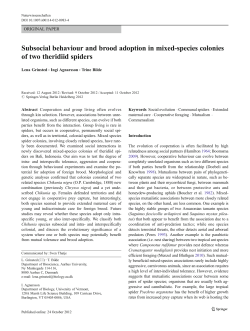 Subsocial behaviour and brood adoption in mixed