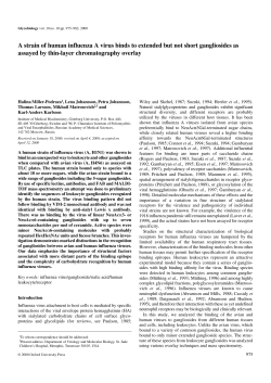 A strain of human influenza A virus binds to
