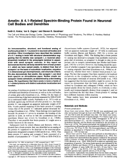 Amelin: A 4.1 -Related Spectrin-Binding Protein Found in Neuronal