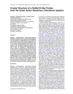 Li, Crystal Structure of a RuBisCO-like Protein from the Green Sulfur