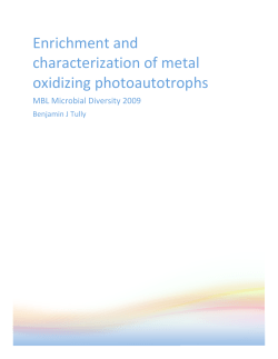 Enrichment and characterization of metal oxidizing photoautotrophs