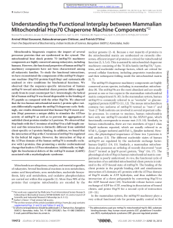 Understanding the Functional Interplay between Mammalian