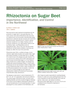Rhizoctonia on Sugar Beet
