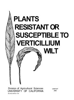 Plants Resistant or Susceptible to Verticillium Wilt