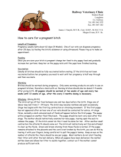 Pregnancy advice for dogs - railway veterinary clinic phone