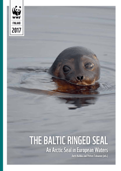 the baltic ringed seal
