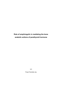 Role of amphiregulin in mediating the bone anabolic actions of