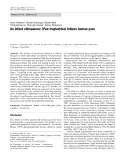 An infant chimpanzee (Pan troglodytes) follows human gaze