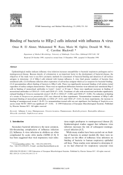 Binding of bacteria to HEp-2 cells infected with influenza A virus