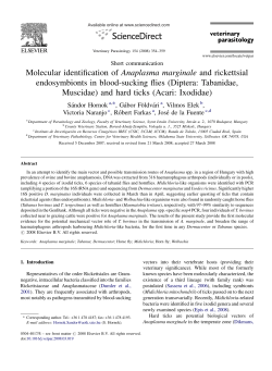 Molecular identification of Anaplasma marginale and rickettsial