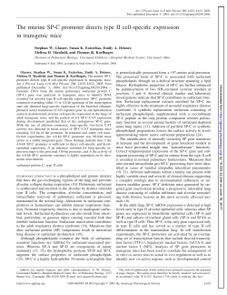 The murine SP-C promoter directs type II cell-specific - AJP-Lung