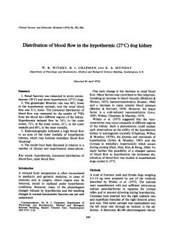 Distribution of Blood Flow in the Hypothermic (27DC) Dog Kidney