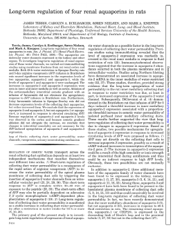 Long-term regulation of four renal aquaporins in rats - AJP